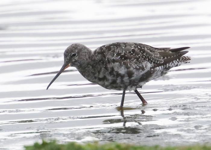 Spotted Redshank