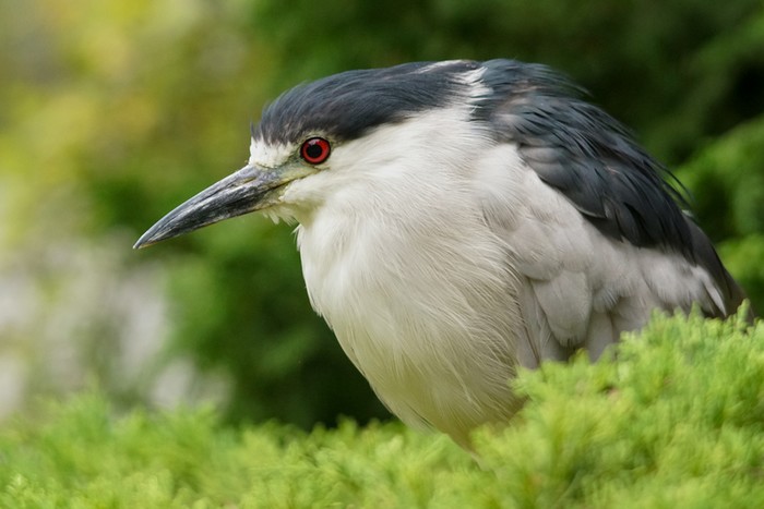 American Night Heron