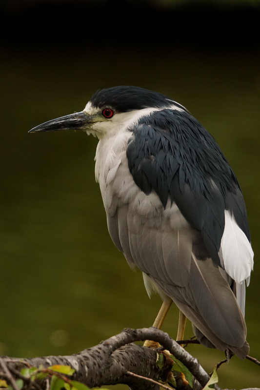 American Night Heron
