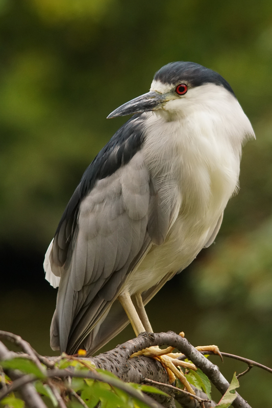 American Night Heron