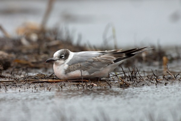 Franklin's Gull
