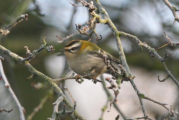 Firecrest