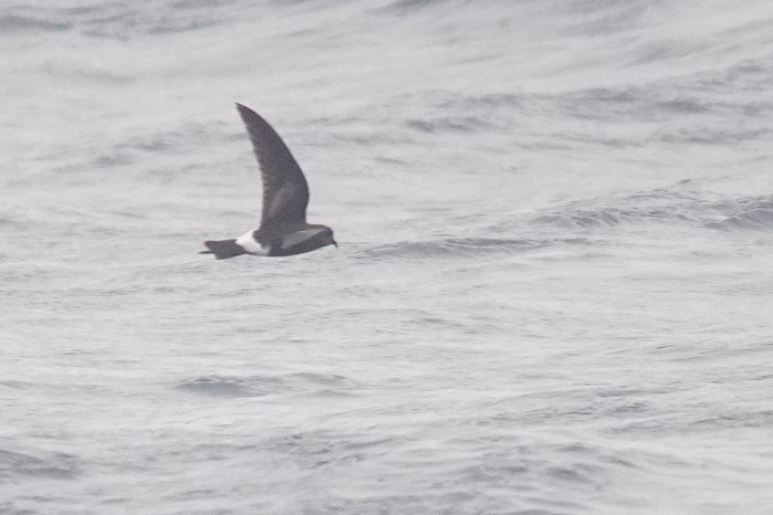 Wilson's Petrel