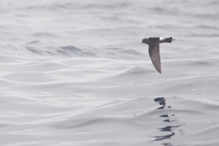 Wilson's Petrel