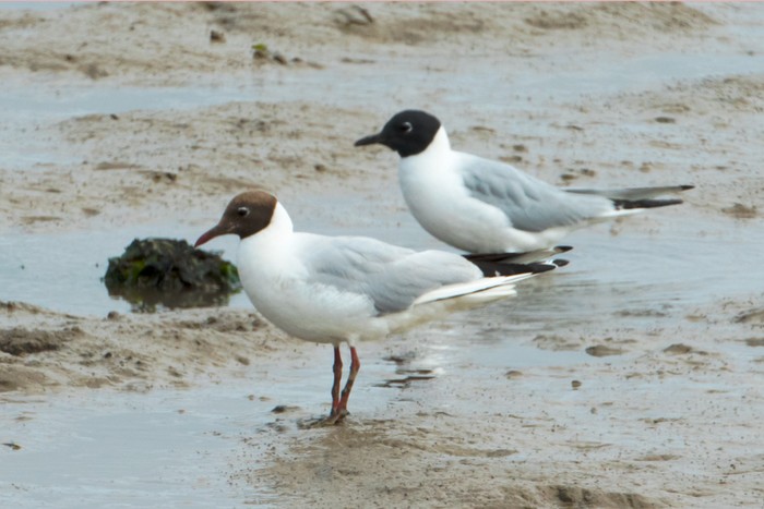 Bonaparte's Gull