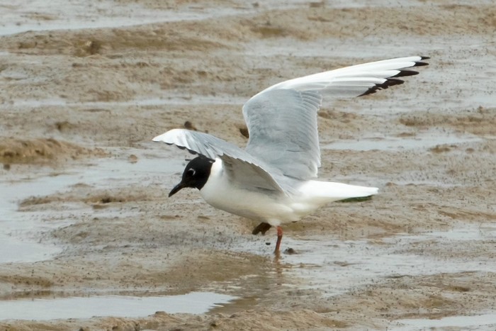 Bonaparte's Gull
