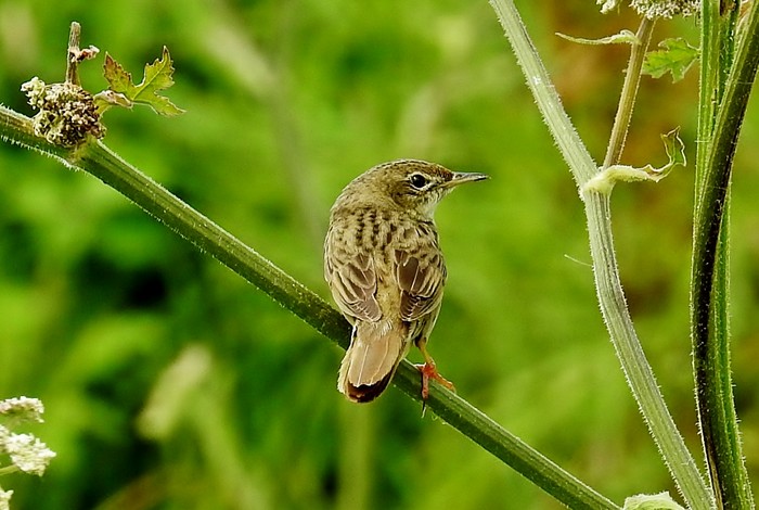 Grasshopper Warbler