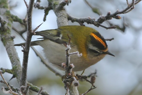 Firecrest