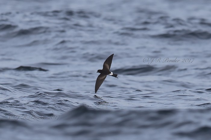 Wilson's Petrel