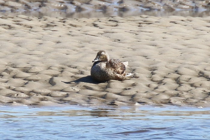 King Eider