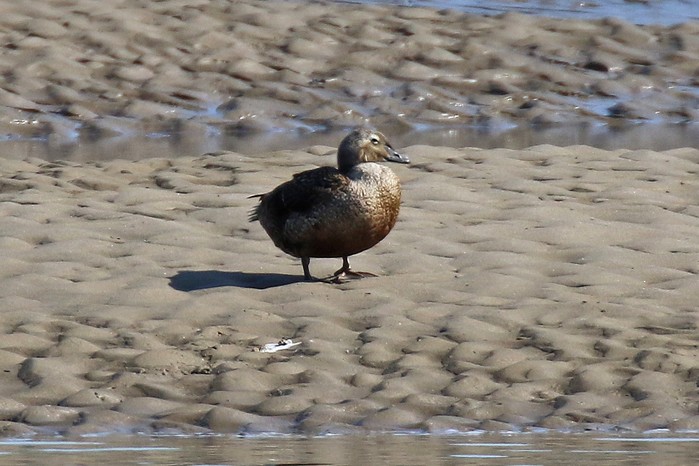 King Eider