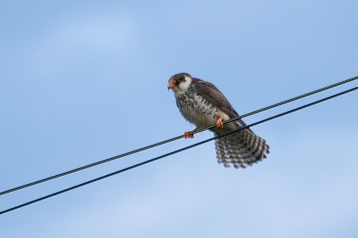Amur Falcon