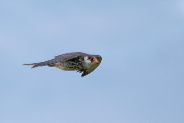 Amur Falcon
