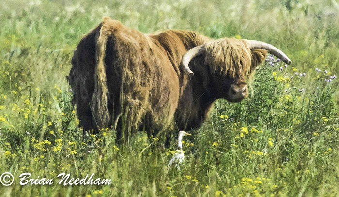 Cattle Egret
