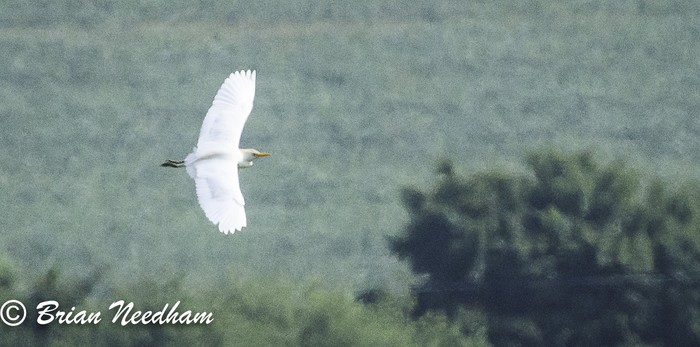 Cattle Egret
