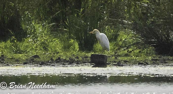 Cattle Egret