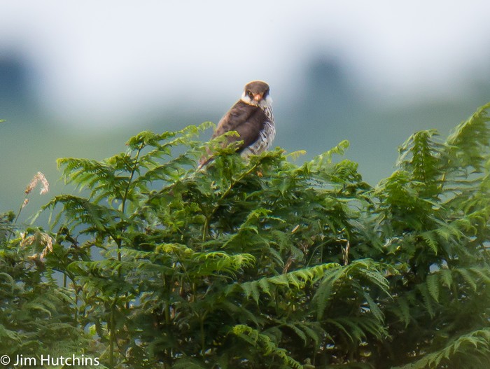 Amur Falcon
