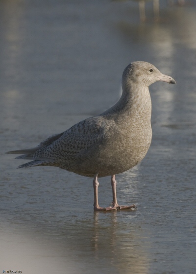Glaucous Gull