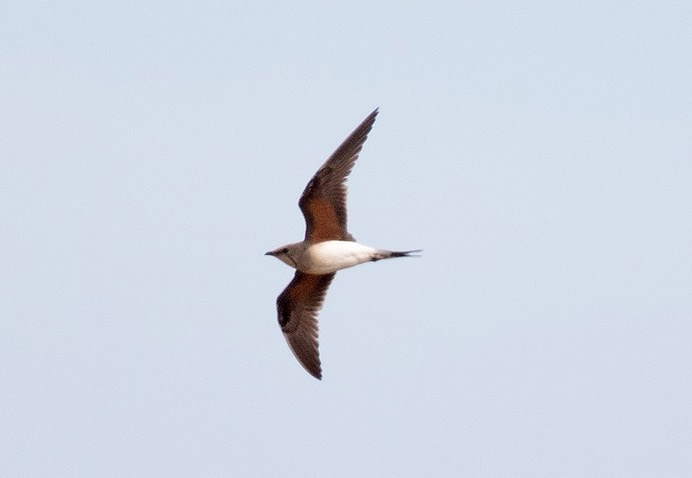 Collared Pratincole