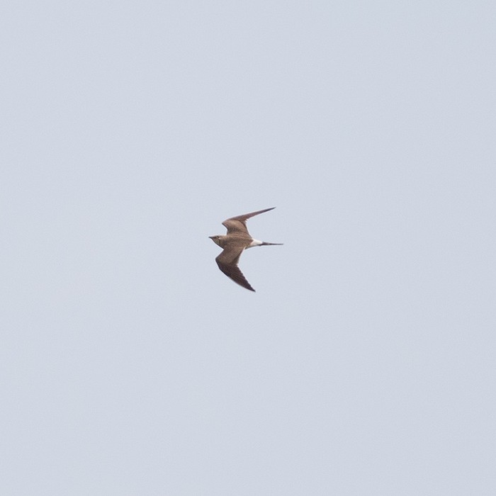 Collared Pratincole