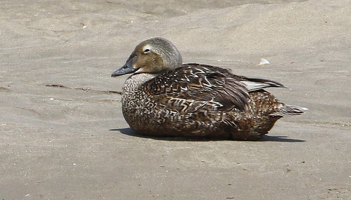 King Eider