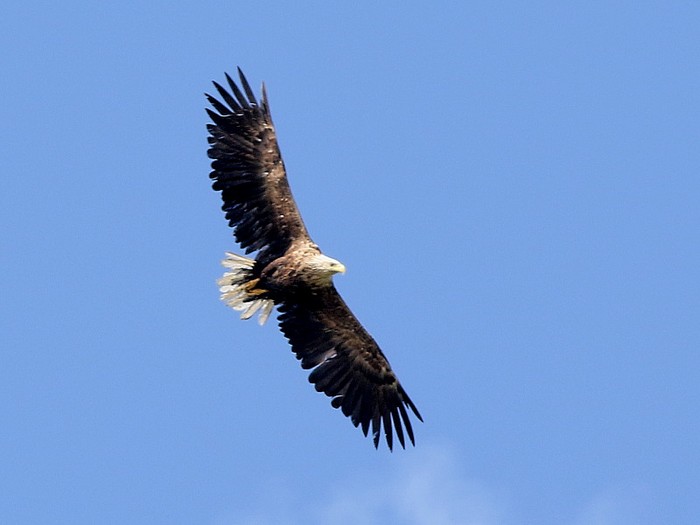 White-tailed Eagle