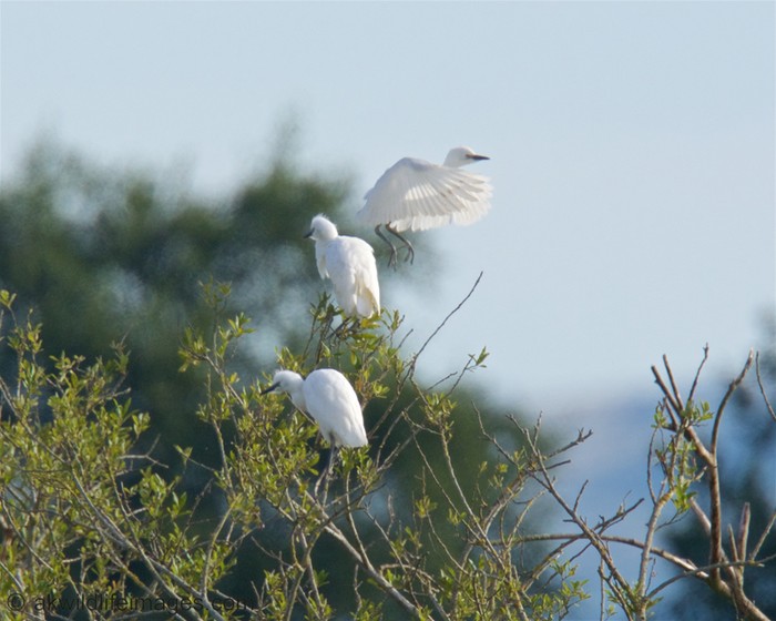 Cattle Egret