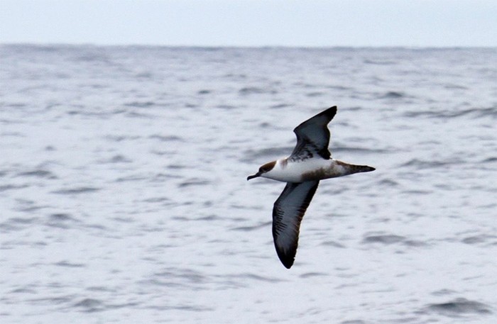Great Shearwater