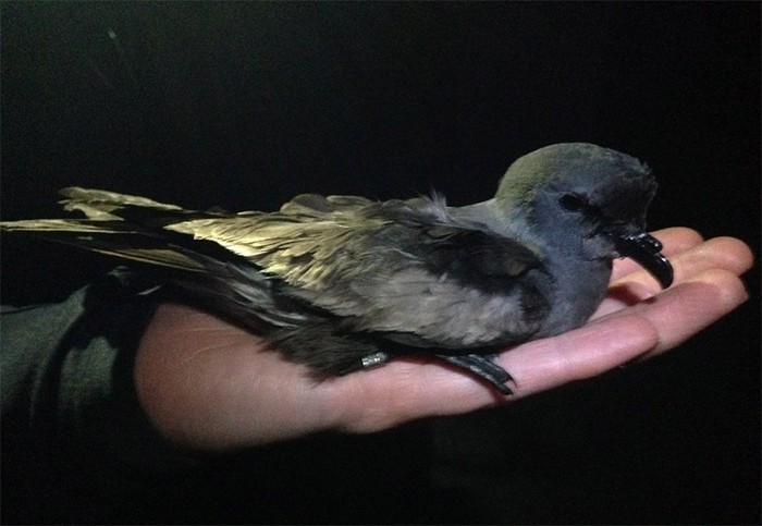 Leach's Petrel