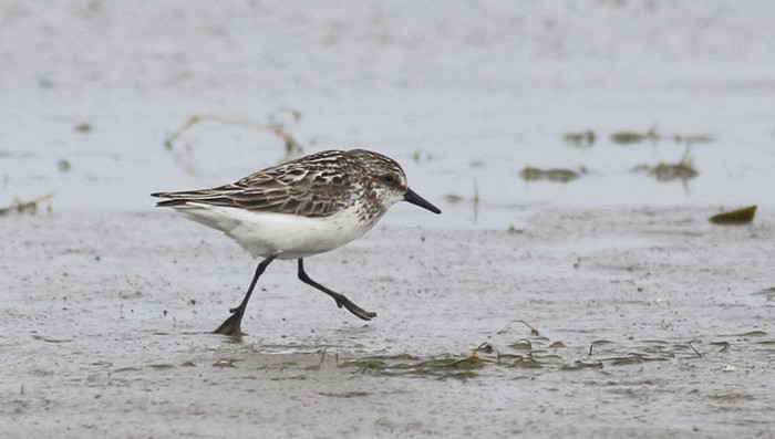 Semipalmated Sandpiper