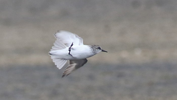 Semipalmated Sandpiper