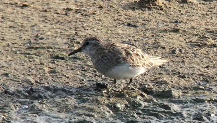 Temminck's Stint