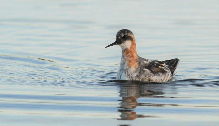 Red-necked Phalarope