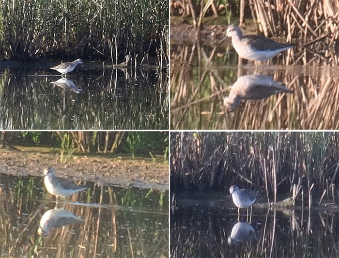 Marsh Sandpiper