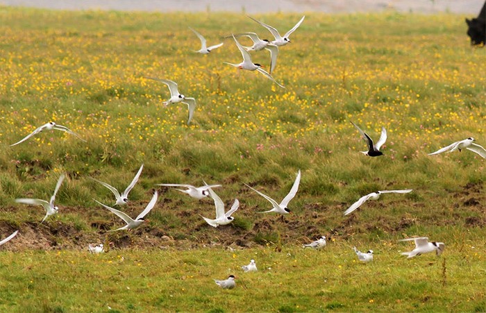 White-winged Black Tern