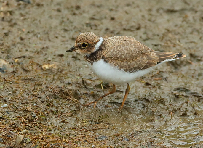 Little Ringed Plover