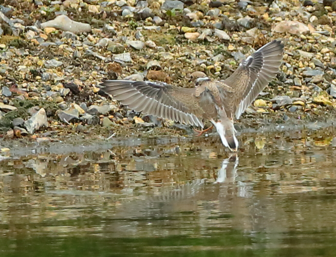 Little Ringed Plover