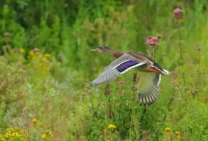 Mallard