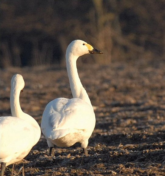 Bewick's Swan