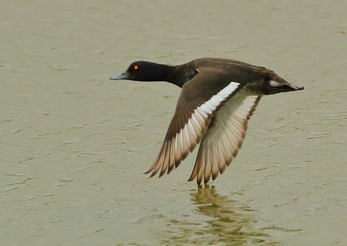 Tufted Duck