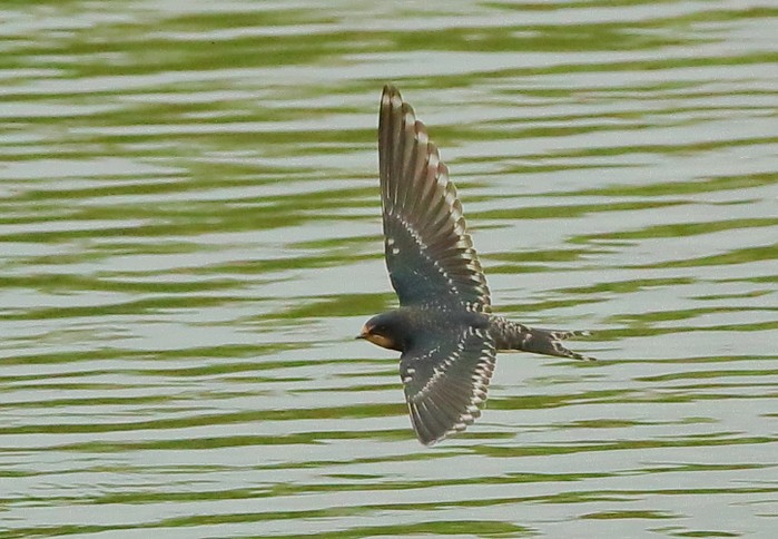 Swallow