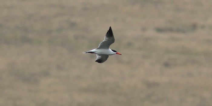 Caspian Tern