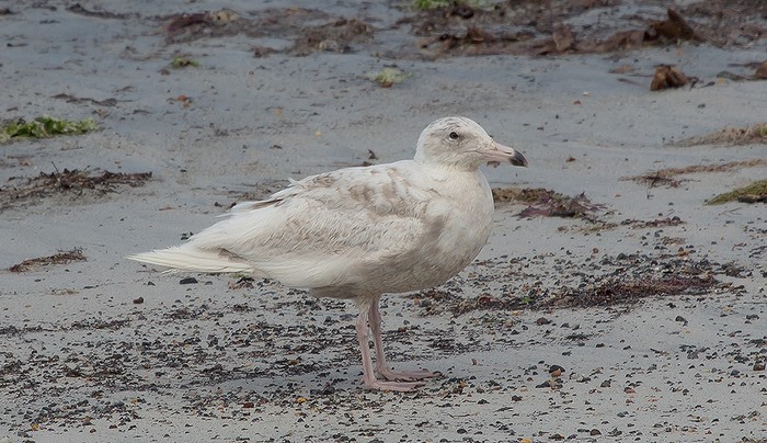 Glaucous Gull