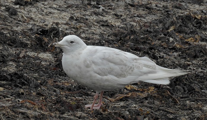 Iceland Gull