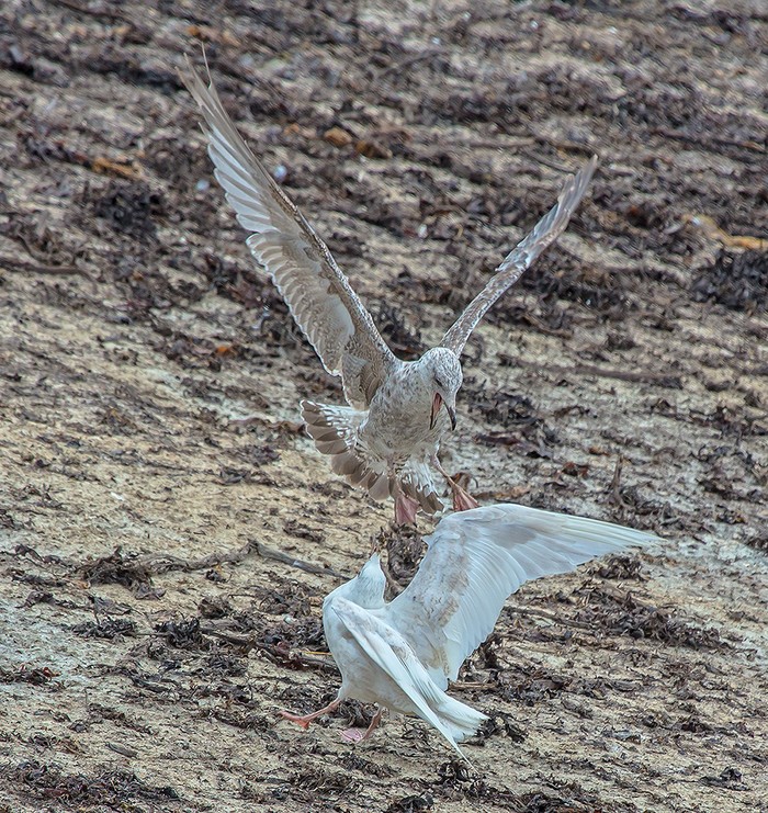 Iceland Gull