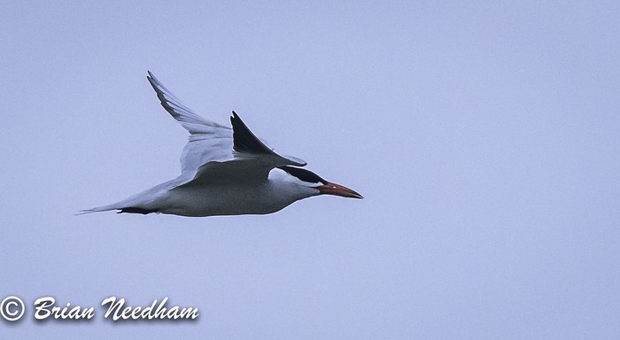 Caspian Tern