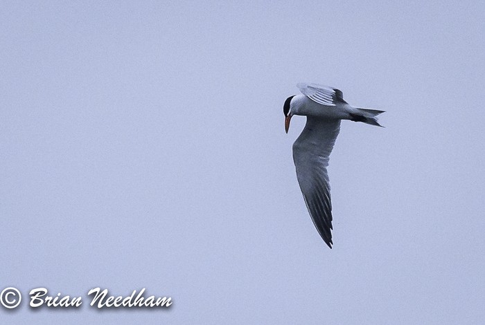 Caspian Tern