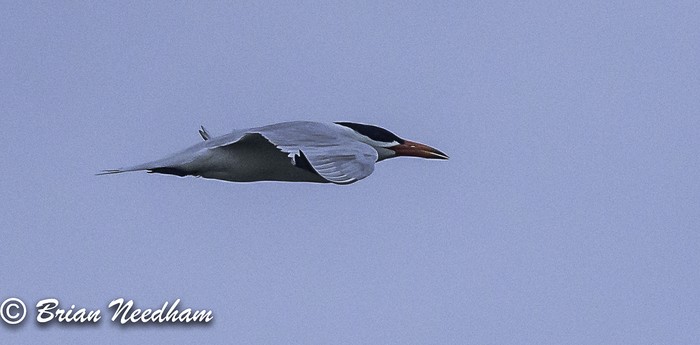 Caspian Tern