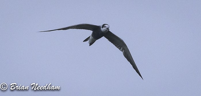 Black Tern