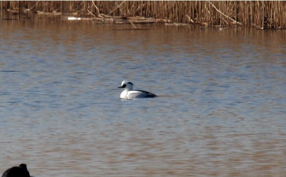 Smew